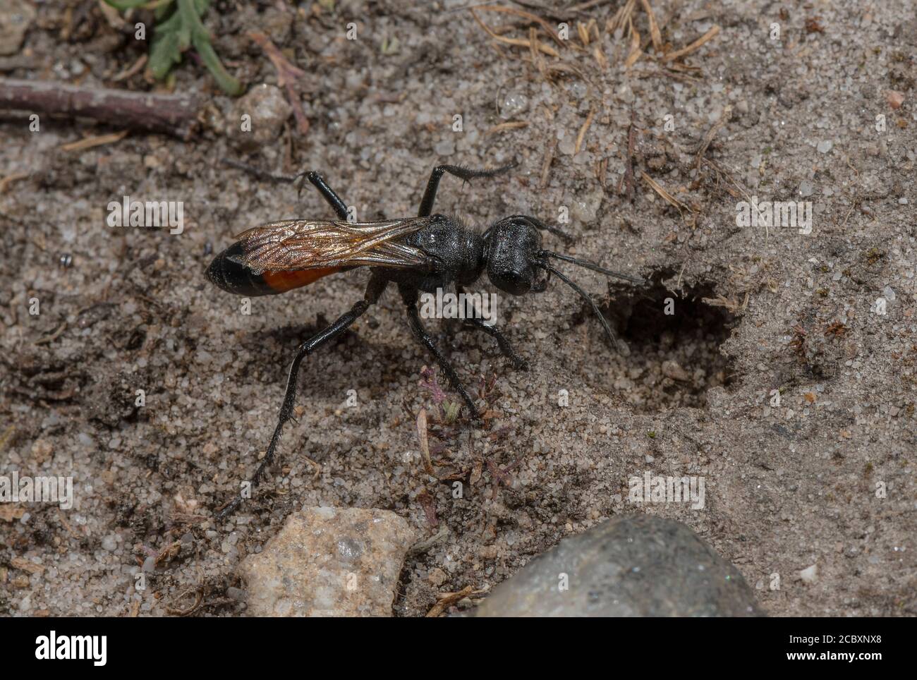 Femmina Hairy Sand Wasp, Podalonia hirsuta, su brughiera sabbiosa Foto Stock