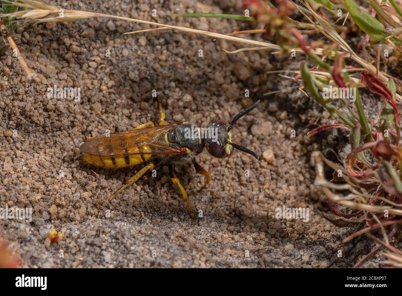 Lupo femminile, triangolo di Philanthus, nel sito di nidificazione in una brughiera sabbiosa, Dorset. Foto Stock