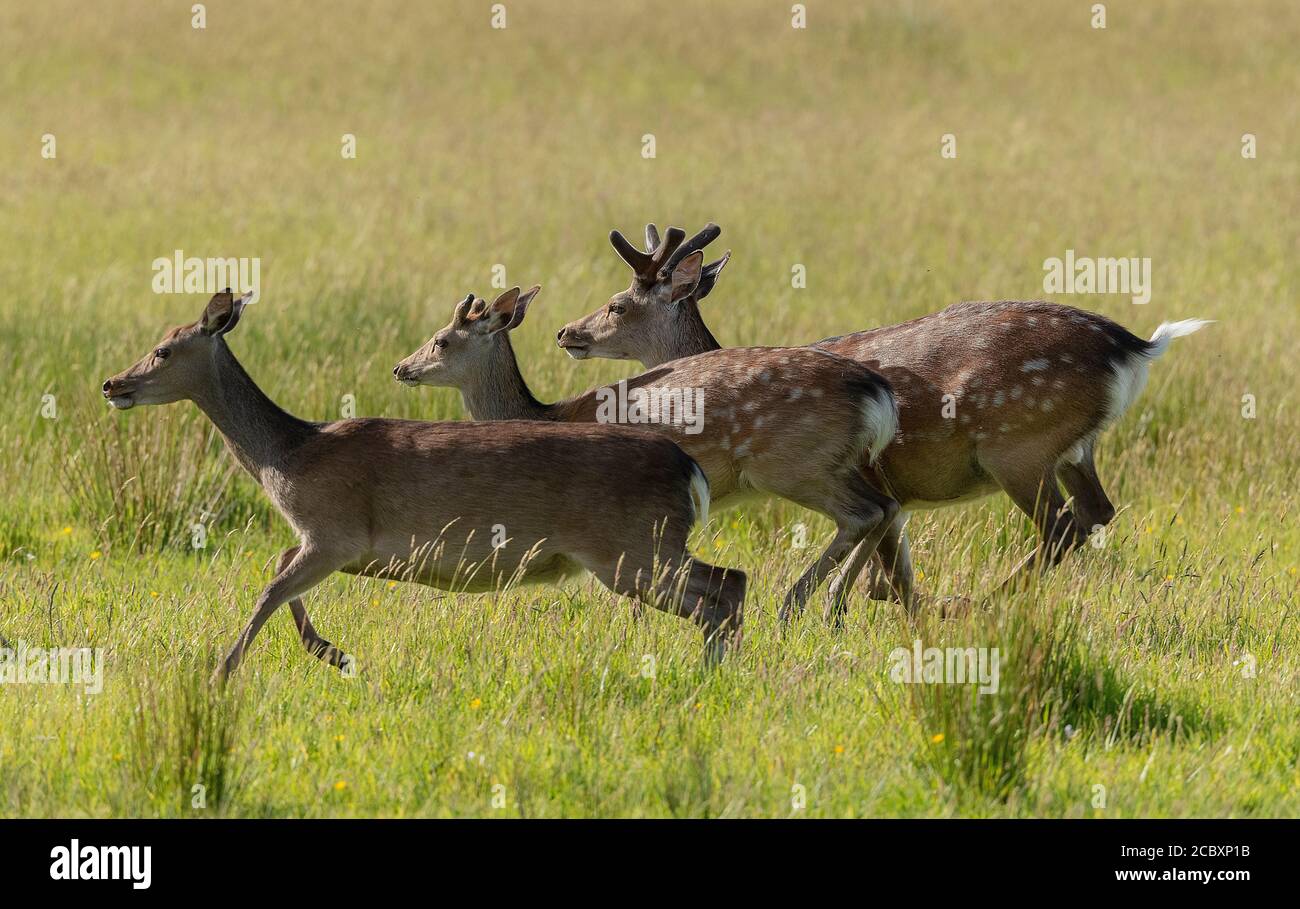 Gruppo di cervi sika, Cervus nippon, maschi e femmine, running, in pascolo. Dorset. Foto Stock