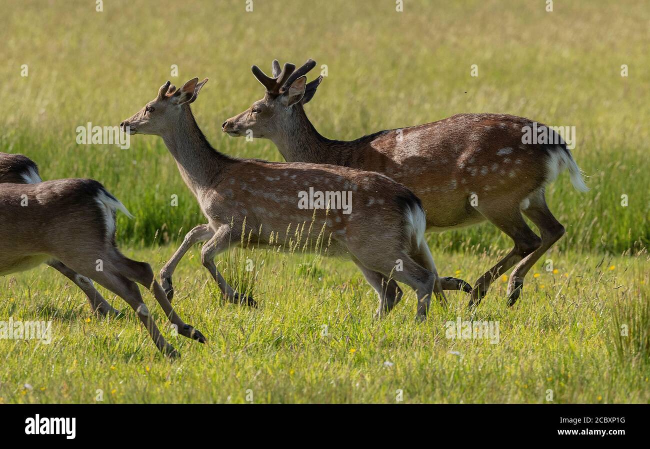Gruppo di cervi sika, Cervus nippon, maschi e femmine, running, in pascolo. Dorset. Foto Stock