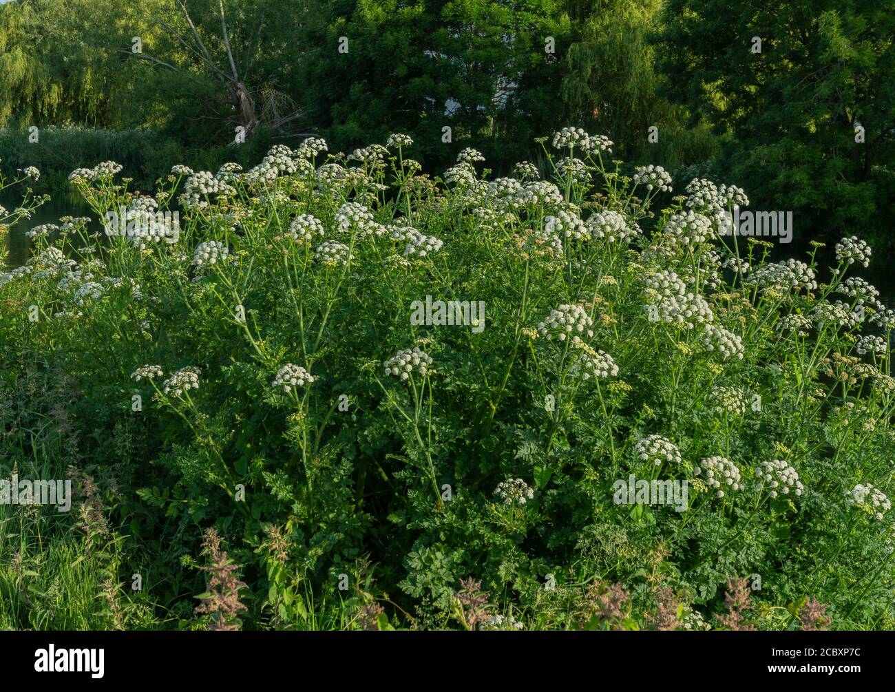 Hemlock acqua Dropwort, Oenantthe croccata, in fiore, che cresce sulla riva del fiume. Dorset. Foto Stock