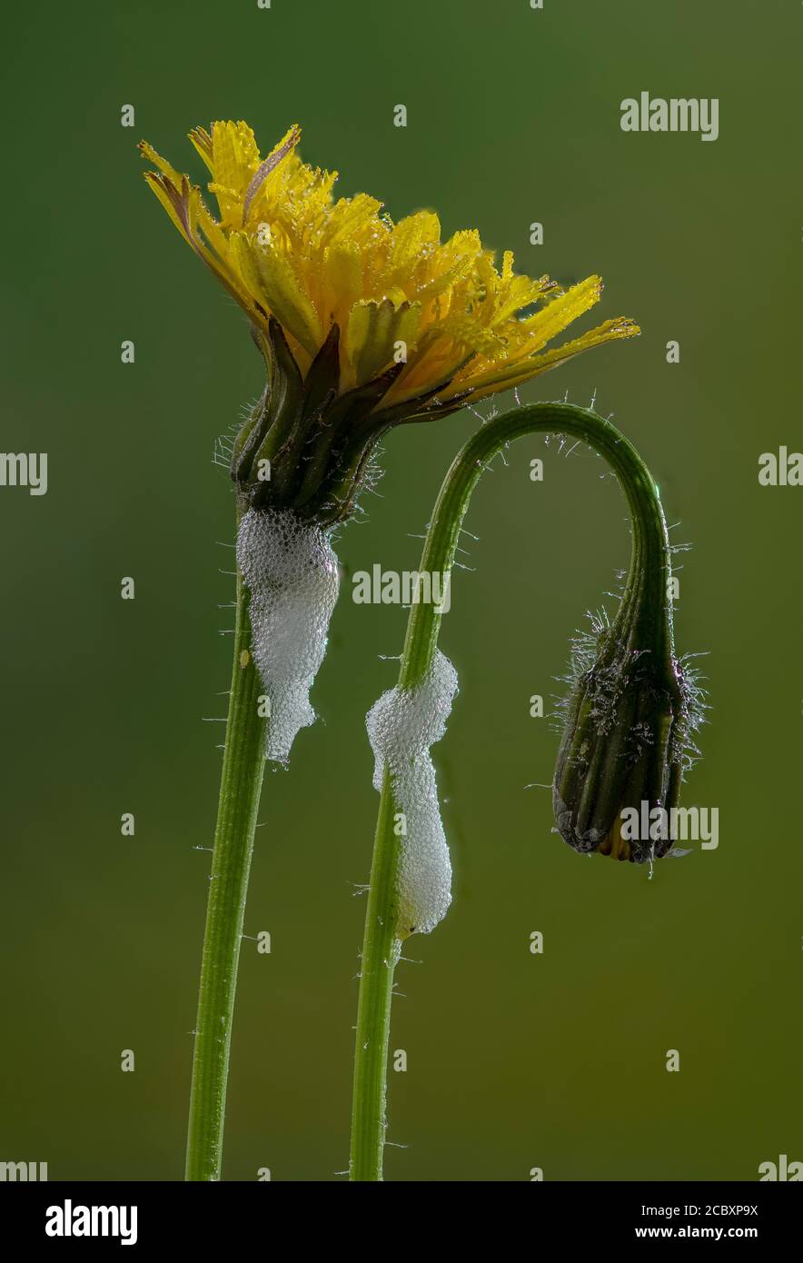 Froghopper comune, Philaenus spumarius, cucù-spit su Rough Hawkbit. Foto Stock