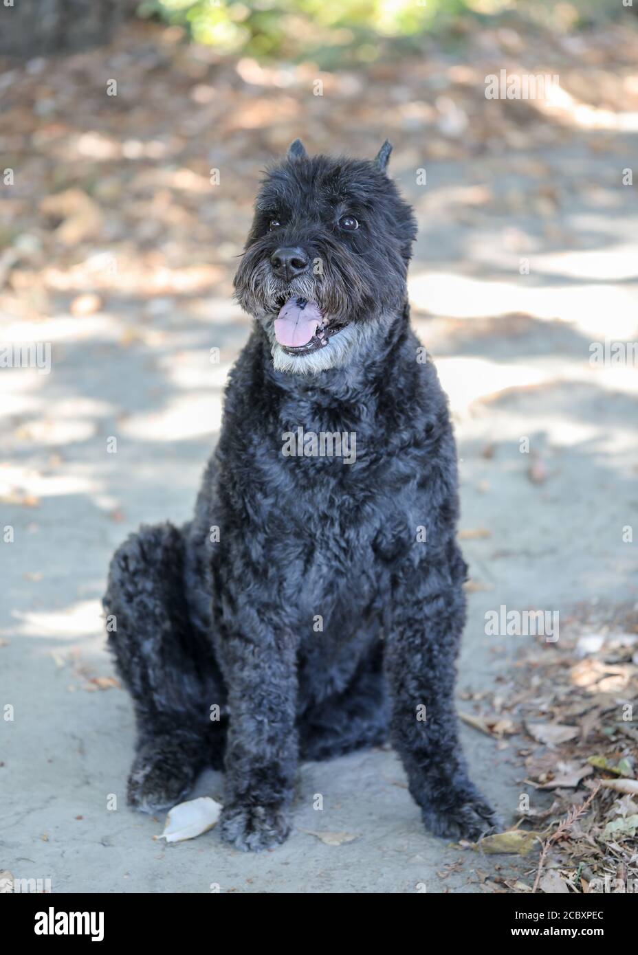 Bouvier des Flandres, femmina adulto. Foto Stock