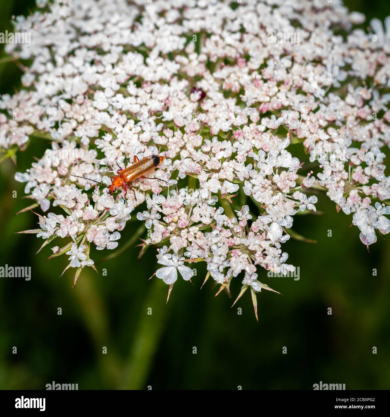 Coleottero soldato rosso (Rhagonycha fulva) che si nuota sulla testa del fiore della carota selvatica (Daucus carota) conosciuta anche come pizzo vescovile e pizzo della regina Anna. Foto Stock