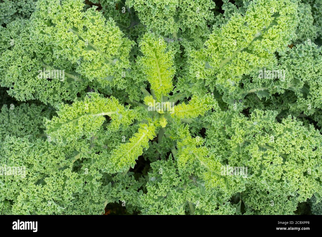 Curly Kale (Nero di Toscana - Brassica oleracea) Appartiene ad un gruppo di cavoli (Brassica oleracea) cultivar cresciuti per le loro foglie commestibili Foto Stock