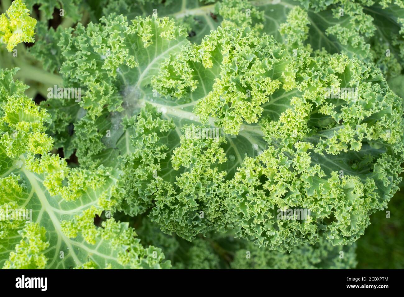 Un primo piano sul curly Kale (Nero di Toscana - Brassica oleracea). Appartiene ad un gruppo di cultivar di cavolo (Brassica oleracea) coltivate per foglie commestibili Foto Stock