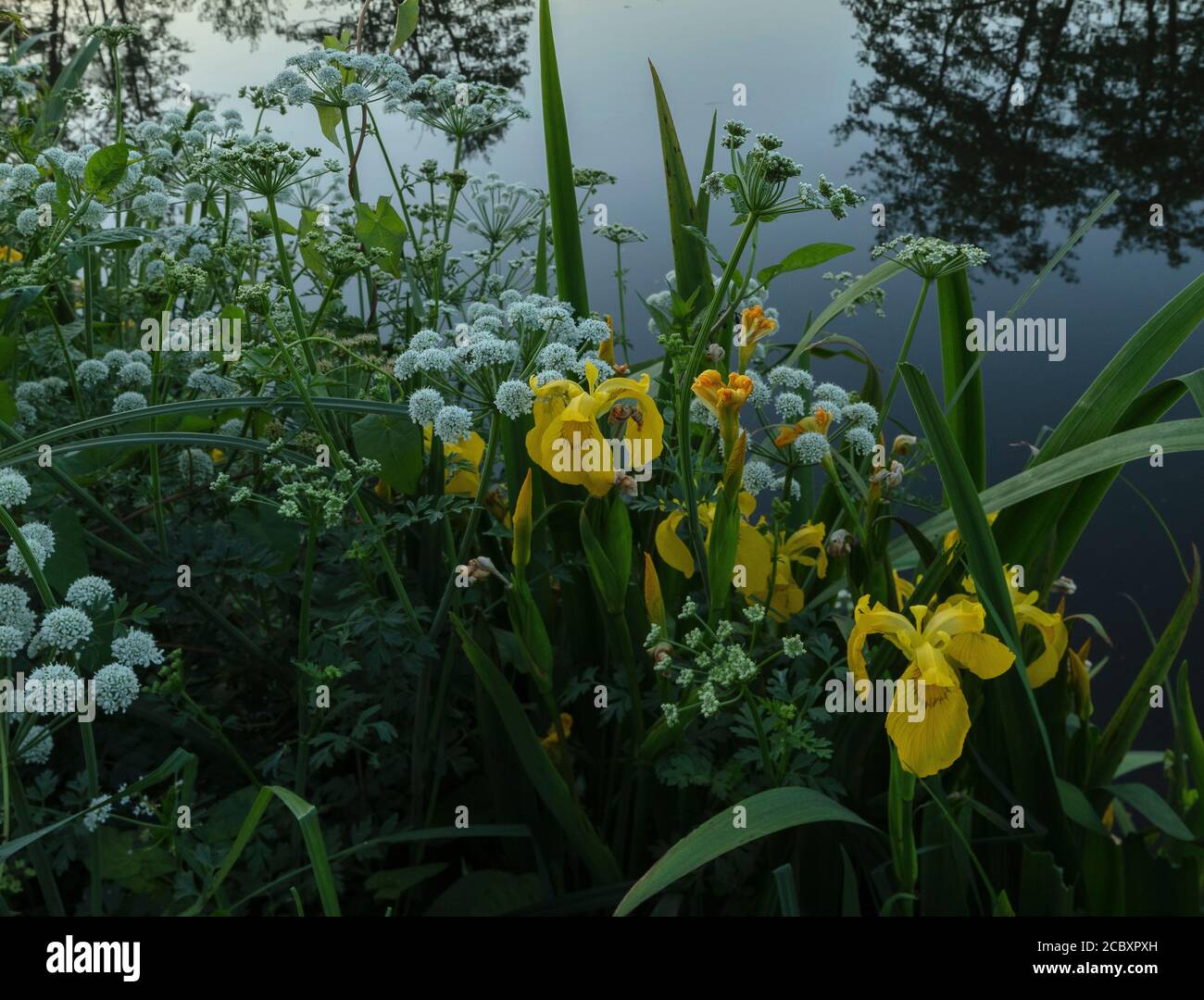 Hemlock Water Dropwort e Yellow Iris che crescono presso il fiume Stour, Dorset. Foto Stock