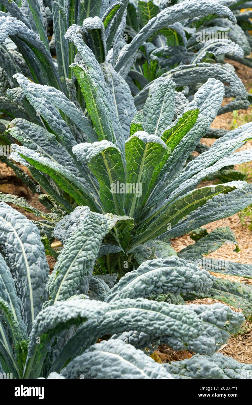 Lacinato Kale, conosciuto anche come Cavolo Nero, Tuscan Cale, Italian Cale, Dinosaur Kale, Flat Back Kale, Palma Kale, palma toscane nere. Bassa Austria Foto Stock