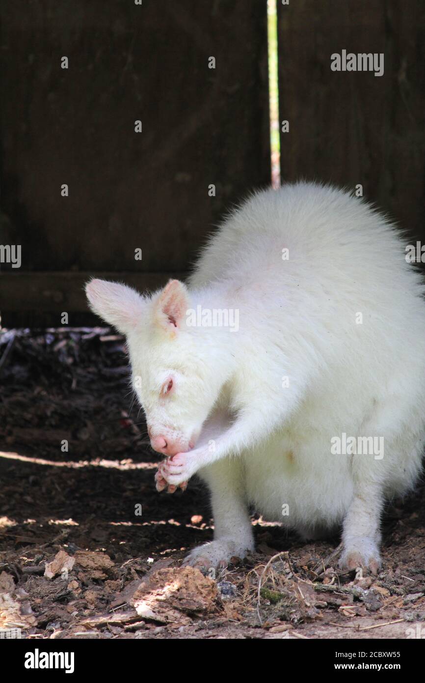 Wallaby Foto Stock