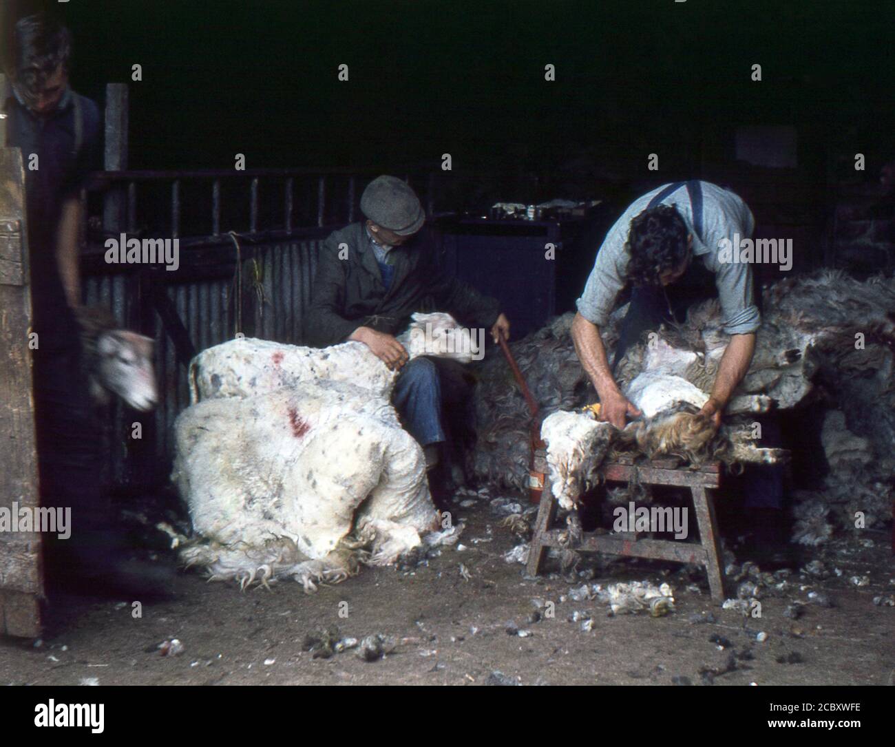 Cumbria, Inghilterra. 1962 – taglio delle pecore vicino alla miniera di Greenside, una miniera di piombo situata vicino a Glenridding, nell'English Lake District. Foto Stock