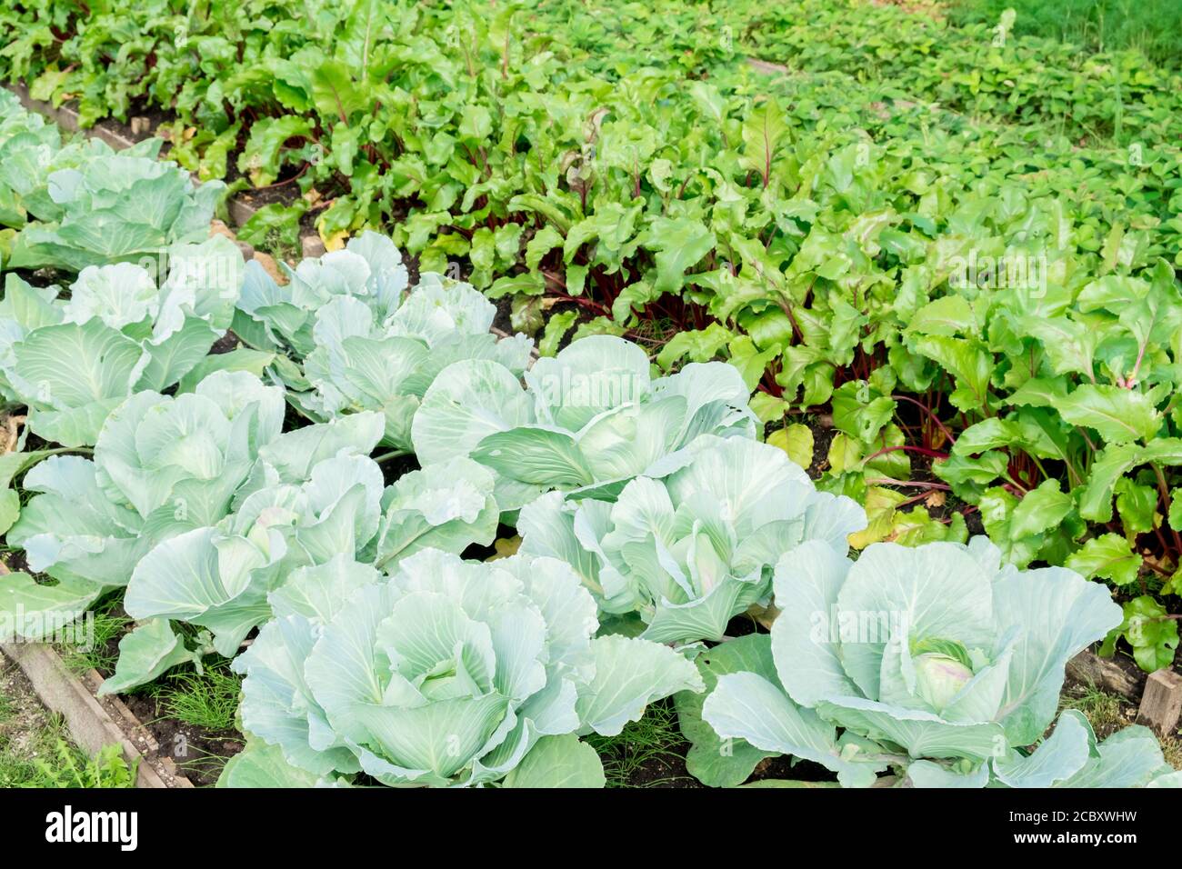 Piantagioni di cavoli e barbabietole in giardino, in una giornata di sole Foto Stock