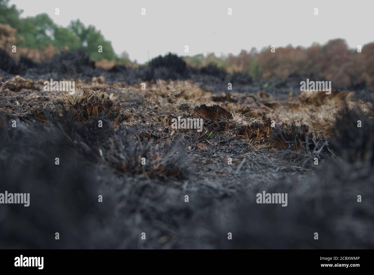 Erbe nere bruciate su una brughiera dopo un fuoco selvatico; calze e cenere carezzate dove una volta crebbe piante (Chobham Common, Surrey, UK) Foto Stock