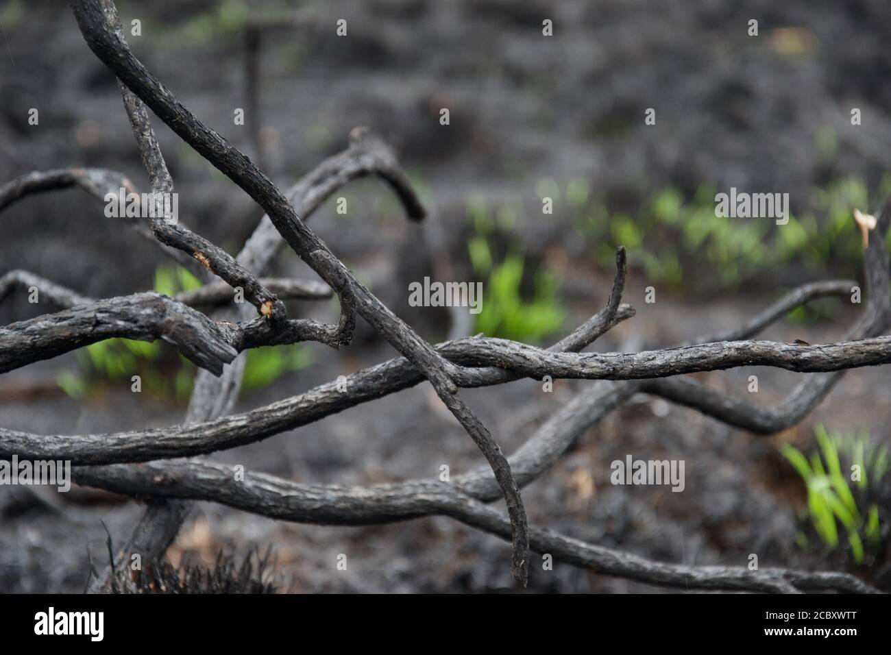 Rami di conchiglia aggrovigliati, dove una volta erano cespugli, con terreno asinoso sullo sfondo dopo un incendio di foresta selvaggia. I germogli di erba verde fresco sono visibili in t Foto Stock