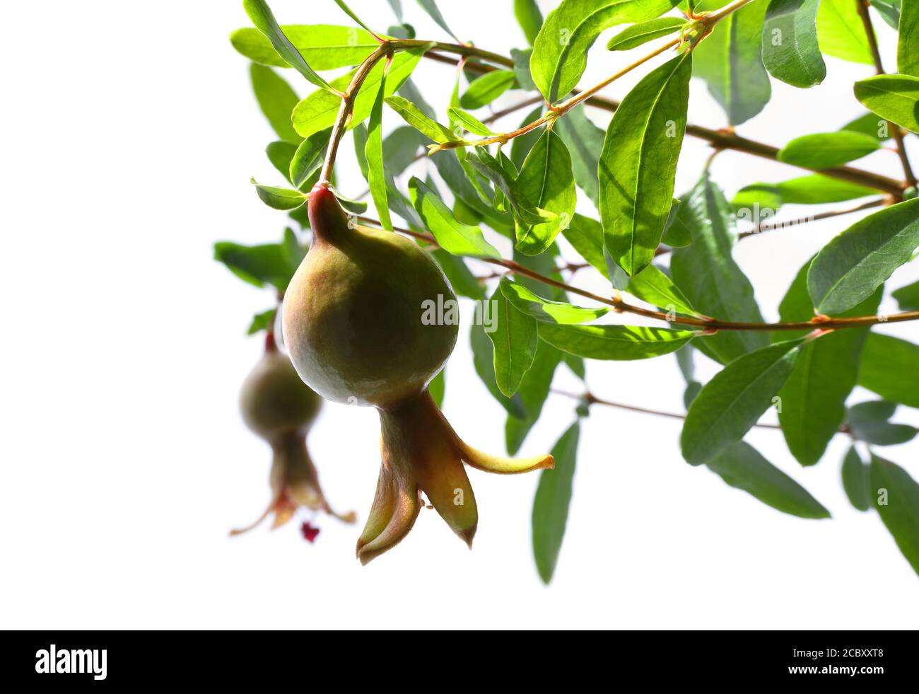 Primo piano di due frutti di melograno verde maturo sul ramo dell'albero su sfondo bianco sotto il sole, DOF selettivo Foto Stock