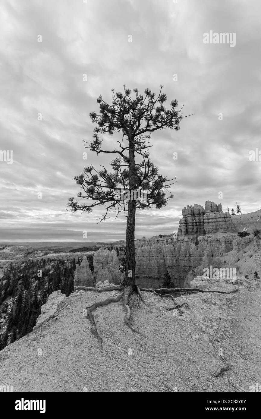 Vista in bianco e nero del Limber Pine aggrappato alla scogliera del Bryce Canyon National Park nello Utah meridionale. Foto Stock