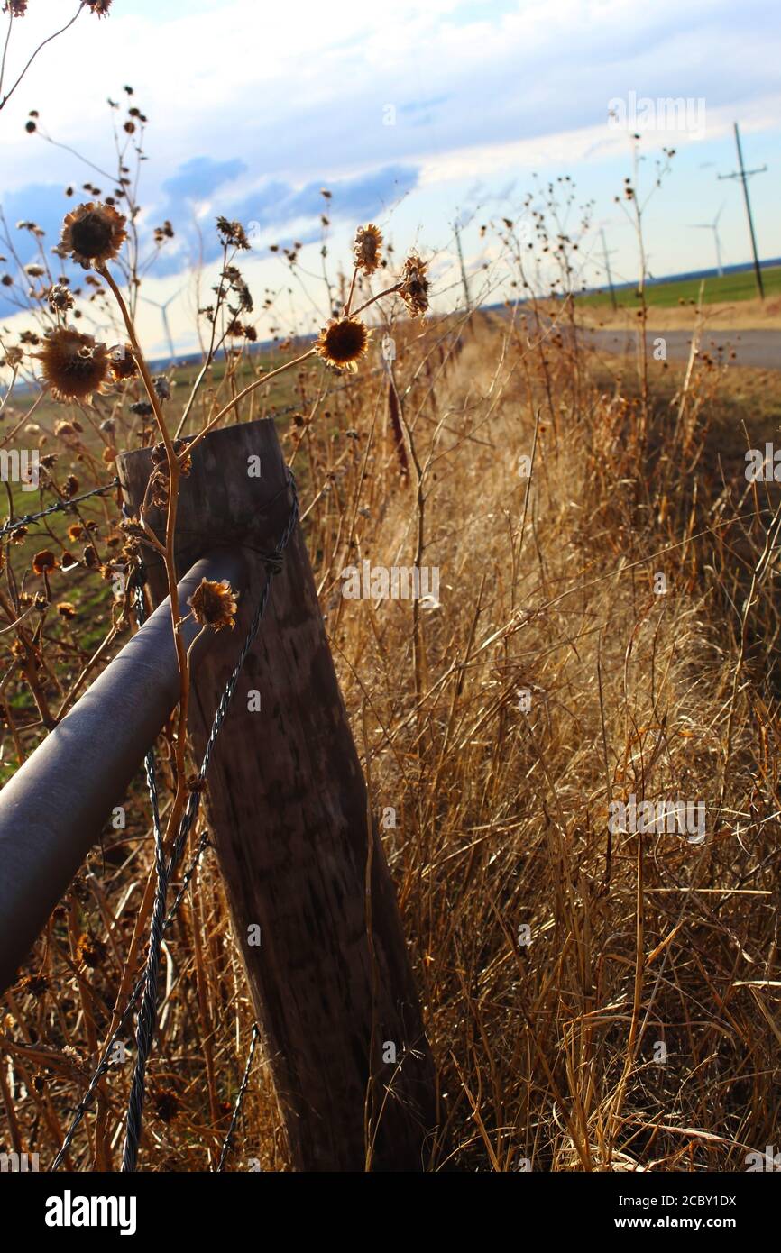 Erbacce che crescono nel Fence Row in Oklahoma Rurale Foto Stock