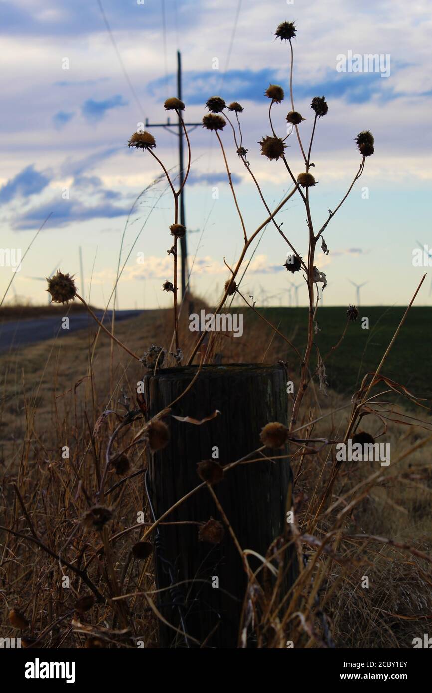 Erbacce che crescono nel Fence Row in Oklahoma Rurale Foto Stock