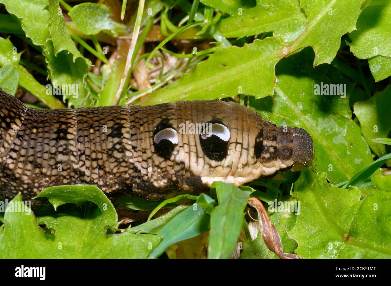Elephant Hawkmoth Caterpillar - Elpenor Deilephila, che mostra falsi occhi Foto Stock