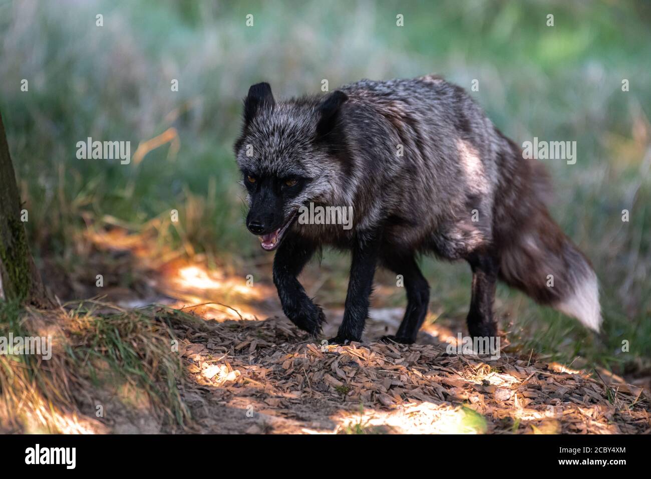 Volpe d'argento (Vulpes vulpes), forma melanistica della volpe rossa Foto Stock