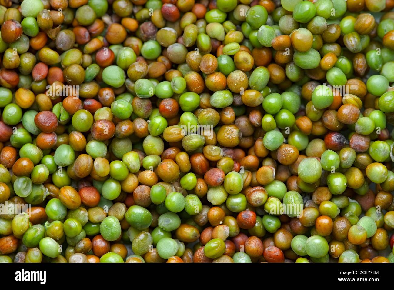 Vista macro dall'alto di Komatsuna semi verdi giapponesi che asciugano per immagazzinare. Una varietà di colori naturali vivaci adatti per l'uso con lo sfondo. Foto Stock Vista macro dall'alto di Komatsuna semi verdi giapponesi che asciugano per immagazzinare. Una varietà di colori naturali vivaci adatti per l'uso con lo sfondo. Foto Stock