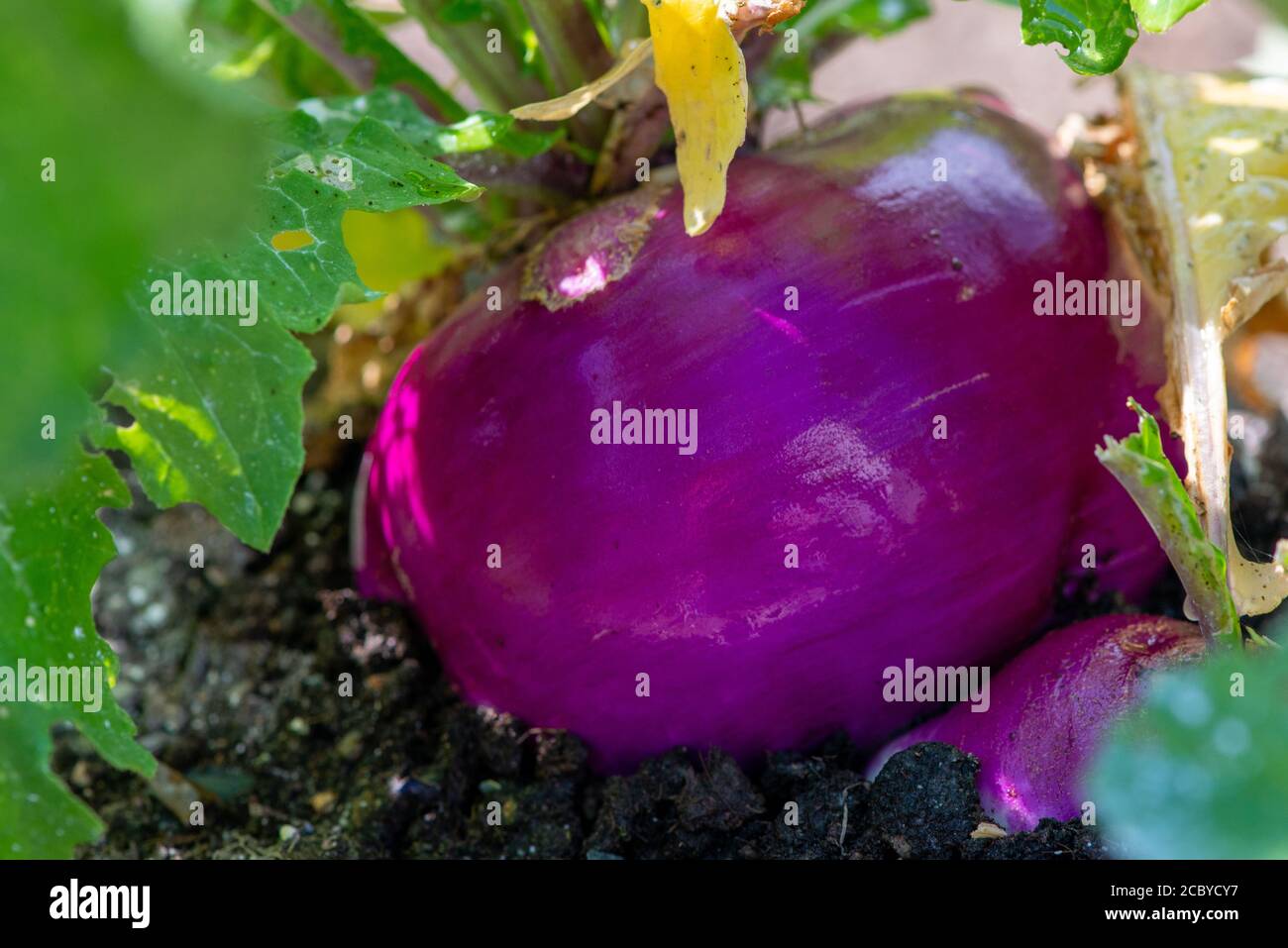 Una grande rapa viola rotonda o rutabaga piantato in un campo di contadino. Il vegetale è bagnato con acqua piovana rendendo la pelle lucida. Foto Stock