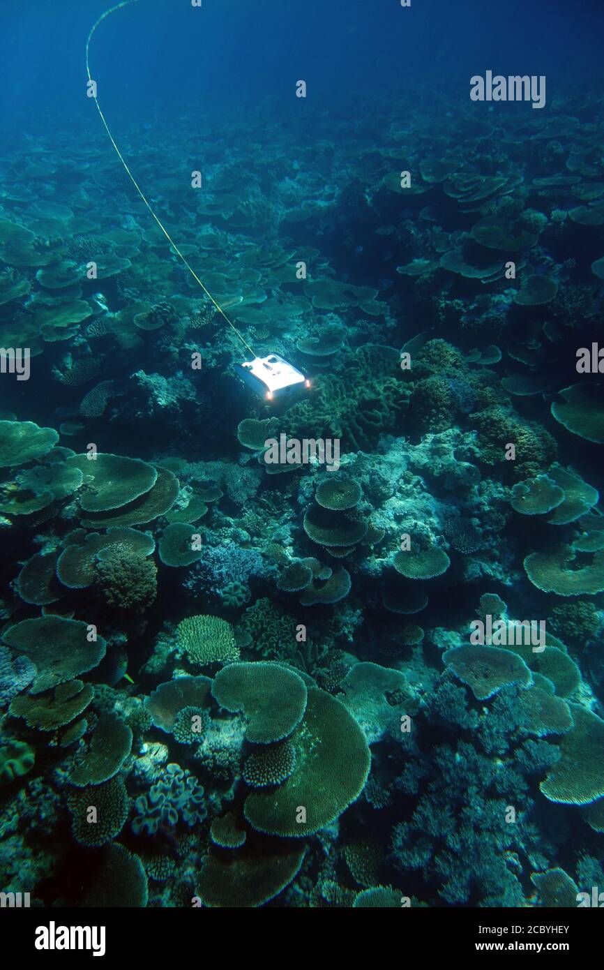 Drone subacqueo che surveying corallo reef salute, Moore Reef, Grande barriera Corallina, Queensland, Australia. Agosto 2020. No PR Foto Stock