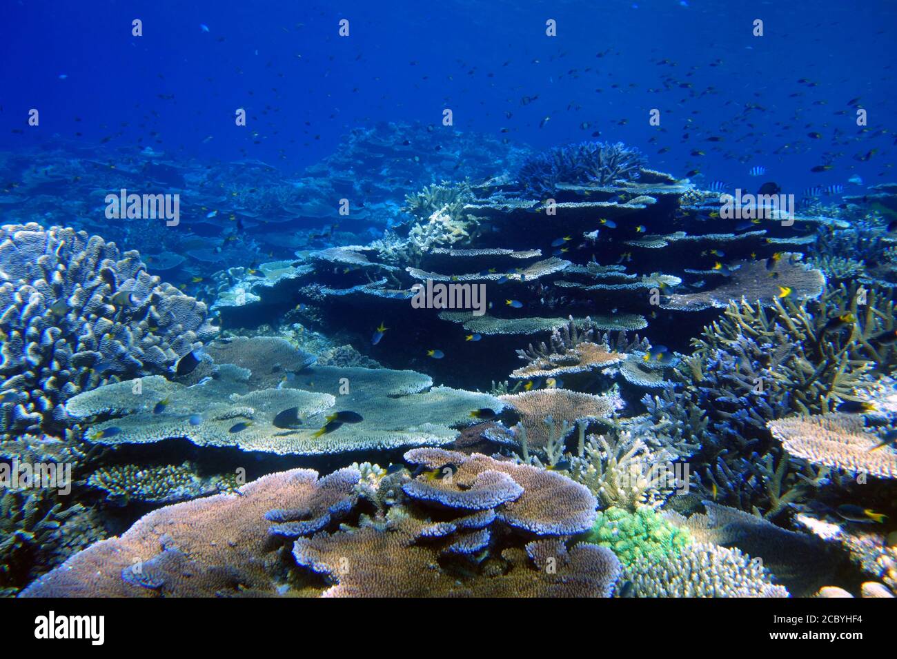 Coralli sani a Moore Reef, Great Barrier Reef, Queensland, Australia. Agosto 2020 Foto Stock