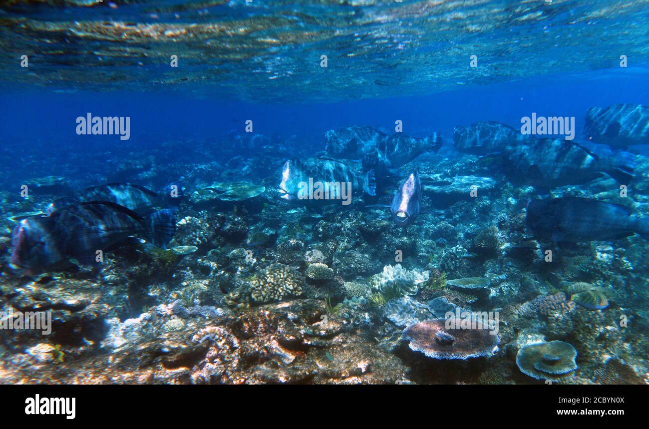 Scuola di parrotfish (Bolbometopon muricatum) in acque poco profonde sopra la barriera corallina, Moore Reef, Great Barrier Reef, Queensland, Australia Foto Stock