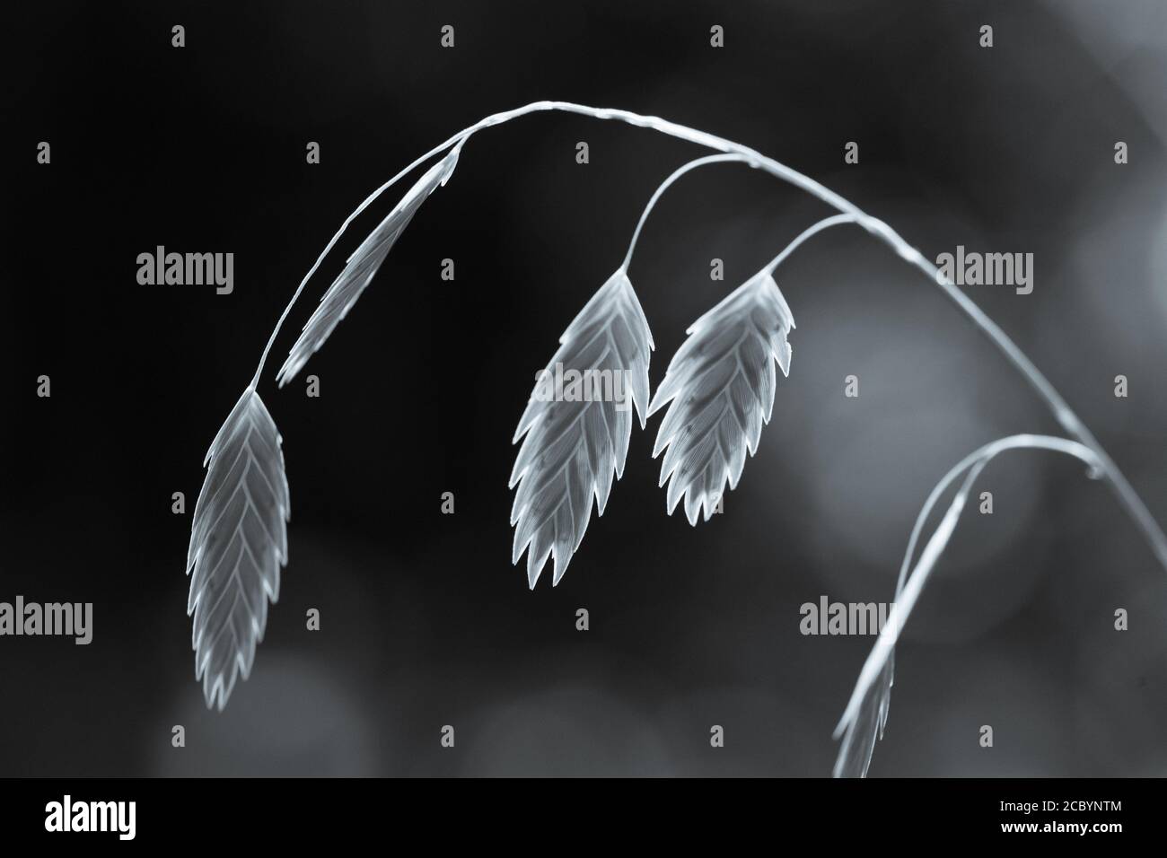 I pipistrelli del mare del nord, il latifolium di Chasmanthium con luce che splende attraverso i baccelli di seme. Foto Stock