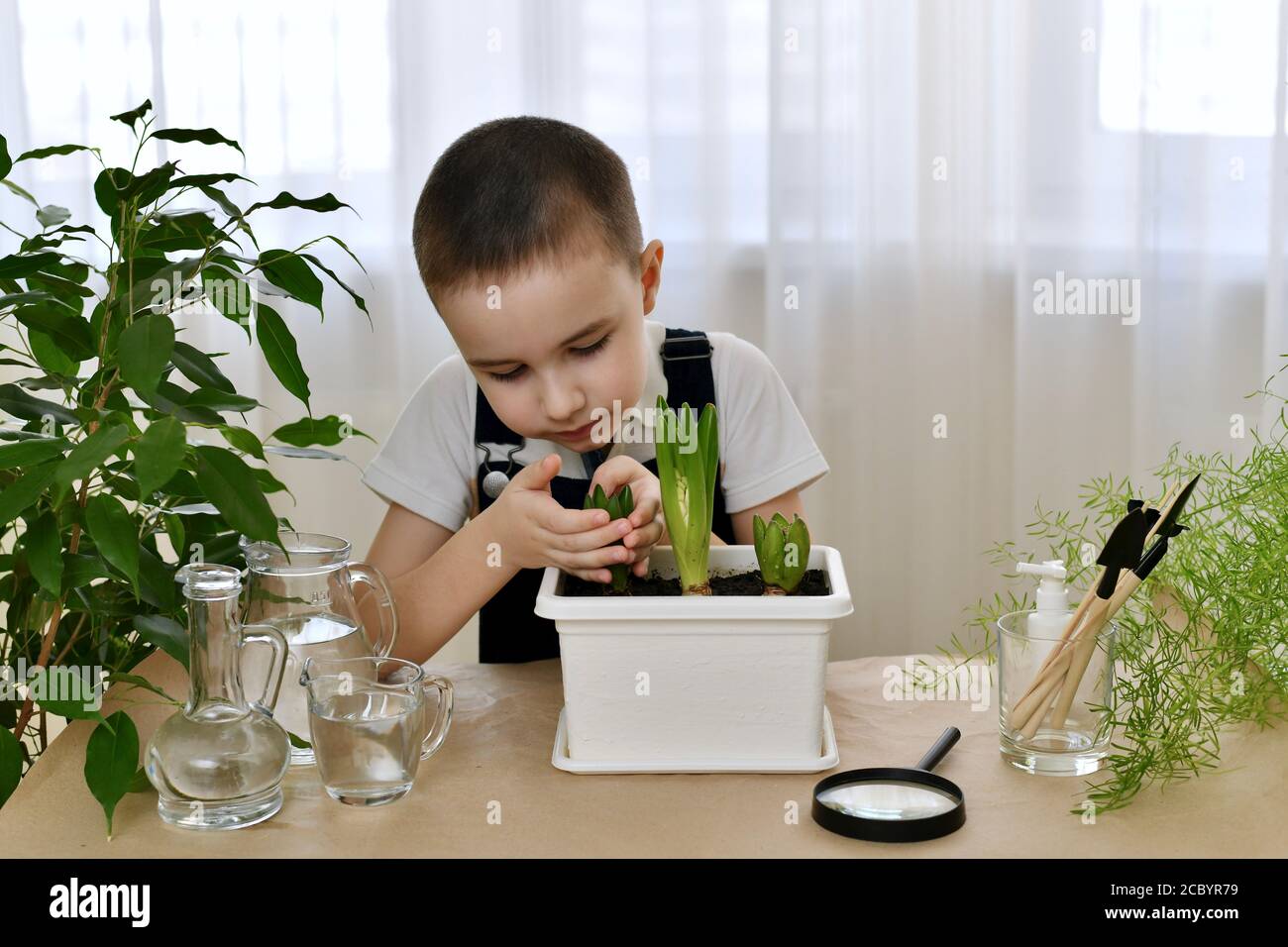Il bambino molto attentamente con due palme abbraccia lo germoglio del giacinto fiorente. Foto Stock