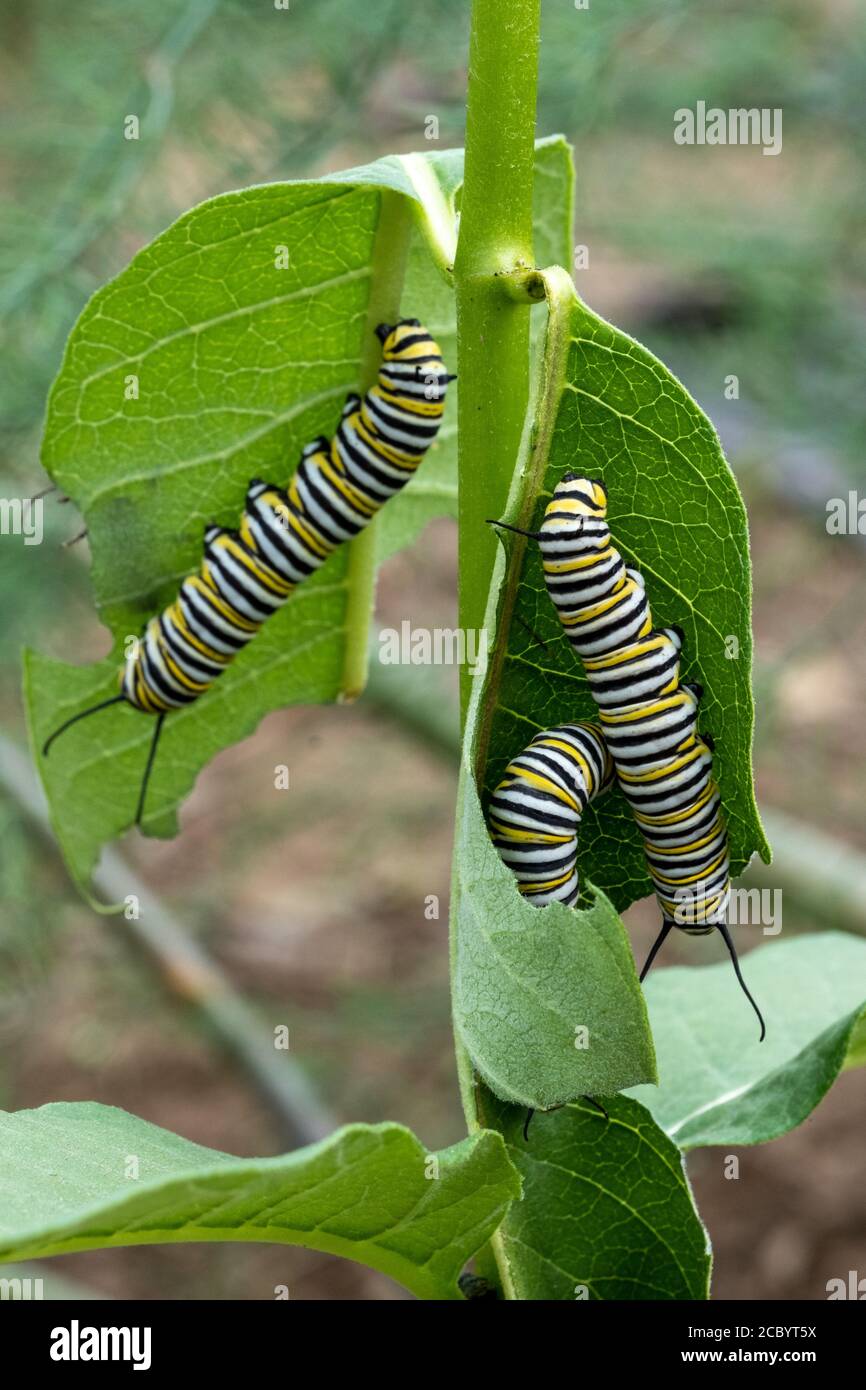 Caterpillars del monarca che digiunano su una pianta di mungitura Foto Stock