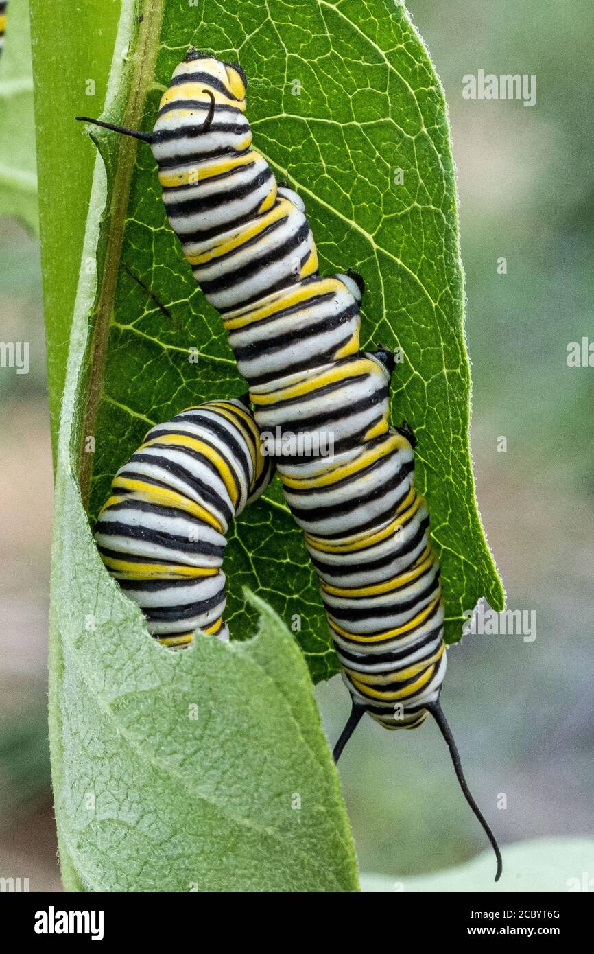 Caterpillars del monarca che digiunano su una pianta di mungitura Foto Stock