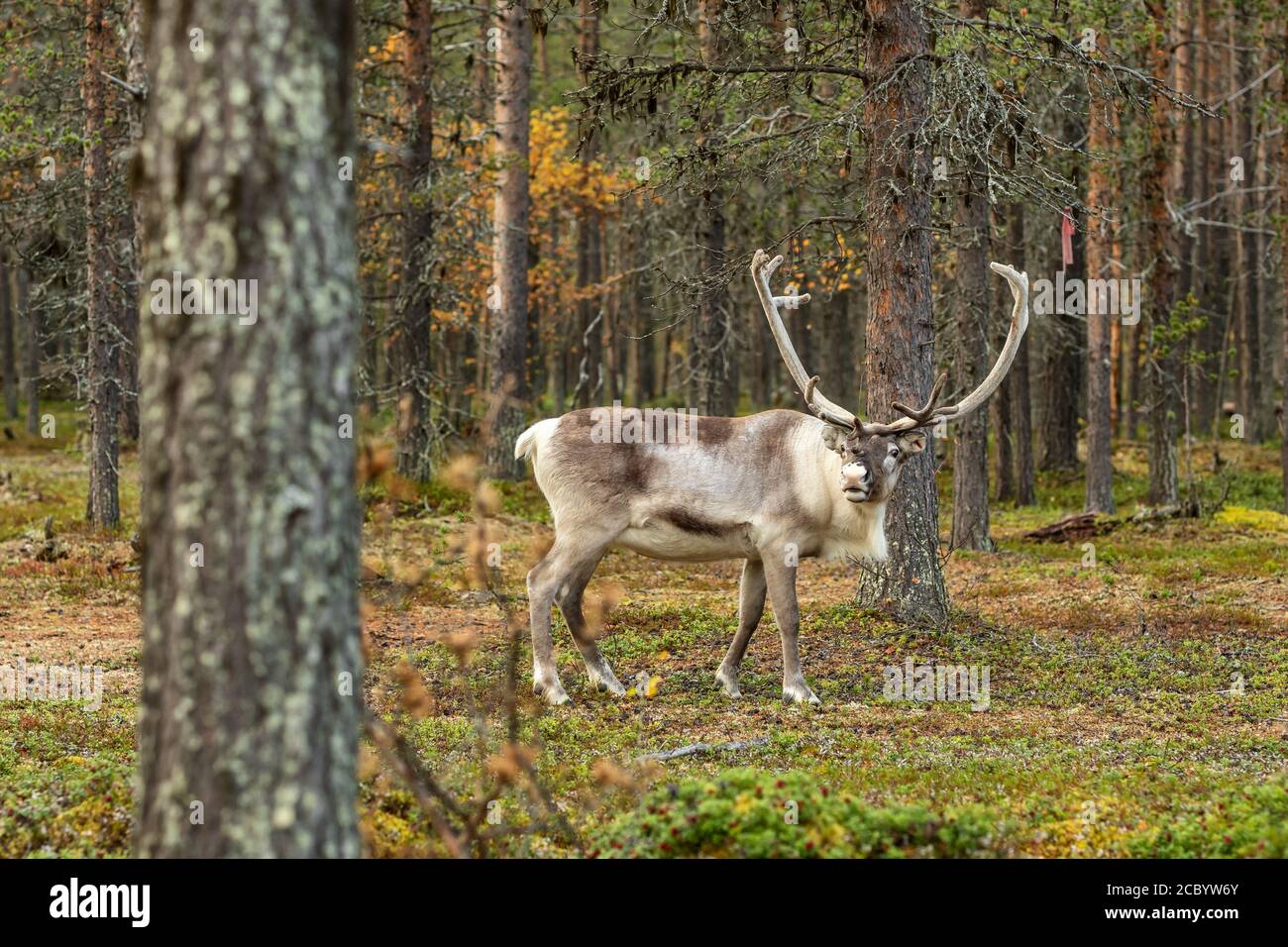 Bel pascolo delle renne nella foresta di Lapponia, Finlandia settentrionale Foto Stock