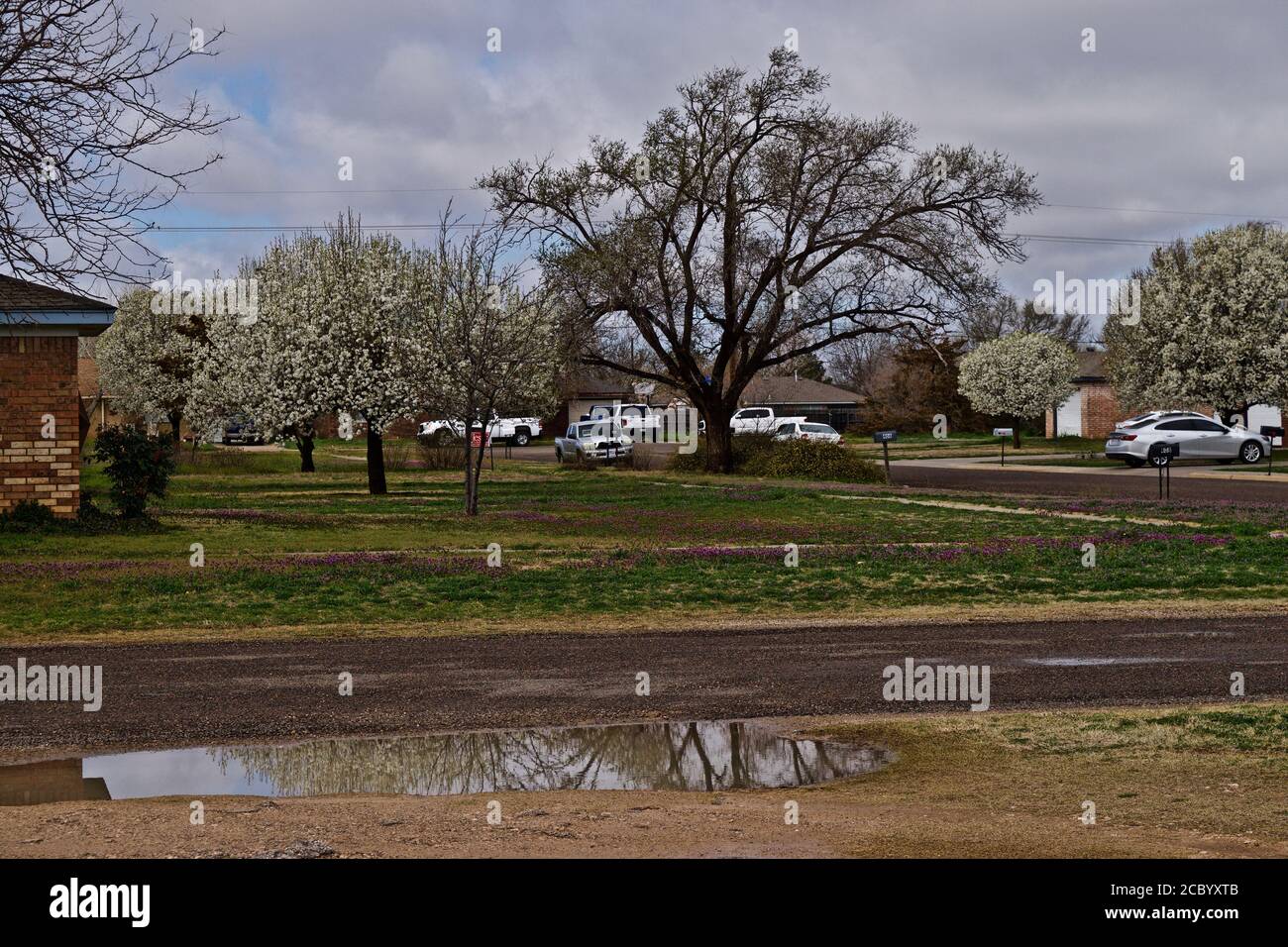 City Street con alberi in fiore, Canyon, Texas. Foto Stock
