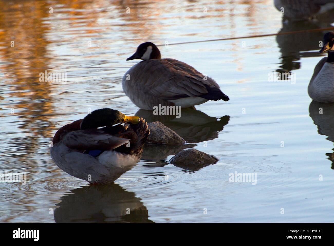 Oche del Canada al South East City Park, lago di pesca pubblico, Canyon, Texas. Foto Stock