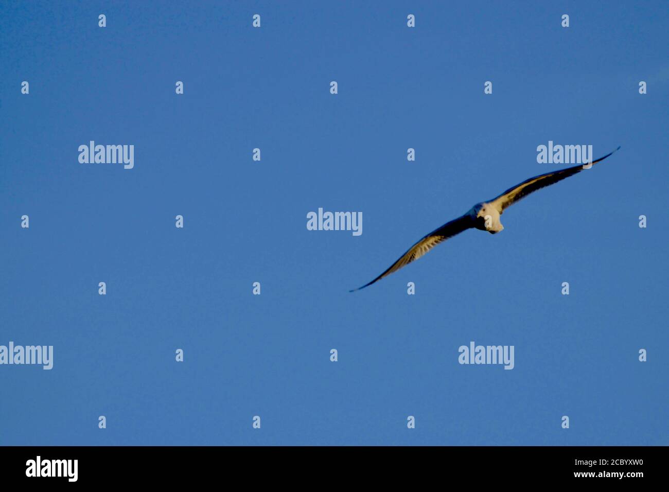 Seagul con fatturazione ad anello che sorvola il South East City Park Public Fishing Lake, Canyon, Texas Foto Stock