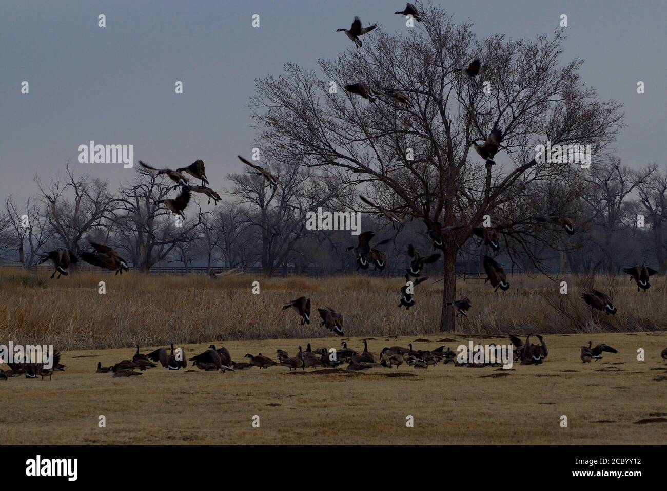 Oche del Canada al South East City Park, lago di pesca pubblico, Canyon, Texas. Foto Stock