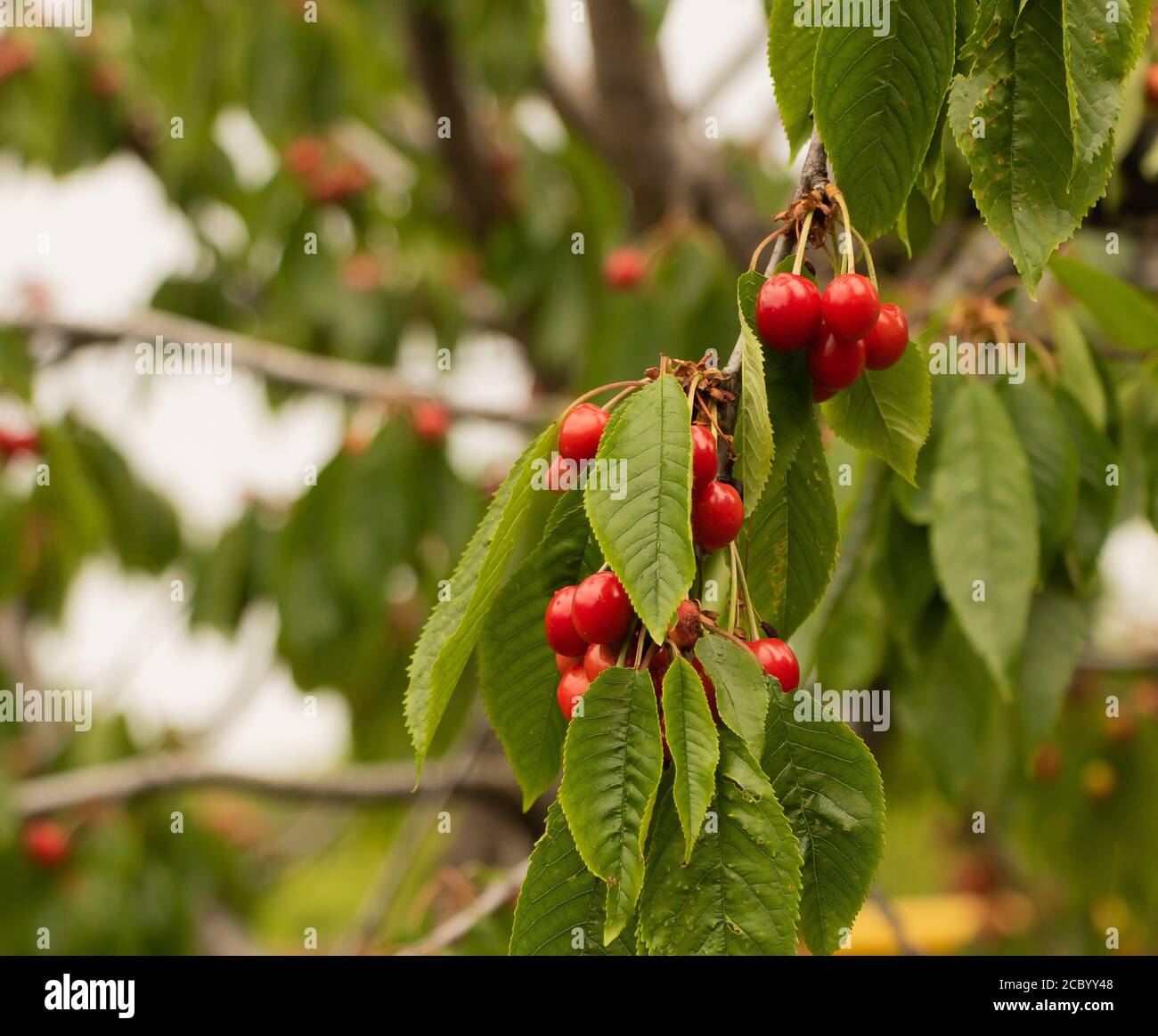 Deliziosi frutti di ciliegia nell'albero. I benefici delle ciliegie Foto Stock