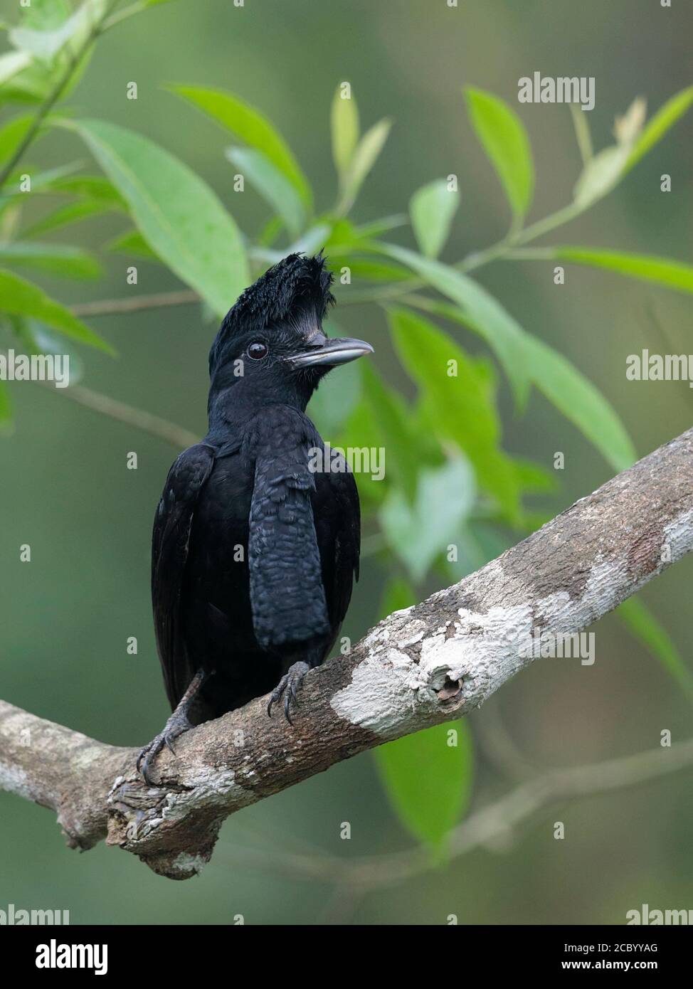 Umbrellabird (Cephalopterus penduliger), Bellavista, Ecuador 5 dic 2017 Foto Stock