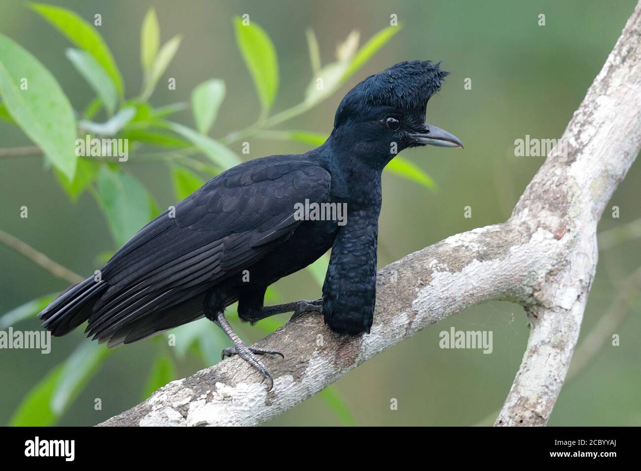 Umbrellabird a long-wattled (Cephalopterus penduliger), vista laterale di adulto con acqua estesa, Bellavista Riserva Naturale, Sud Ecuador 6 Dic 2017 Foto Stock