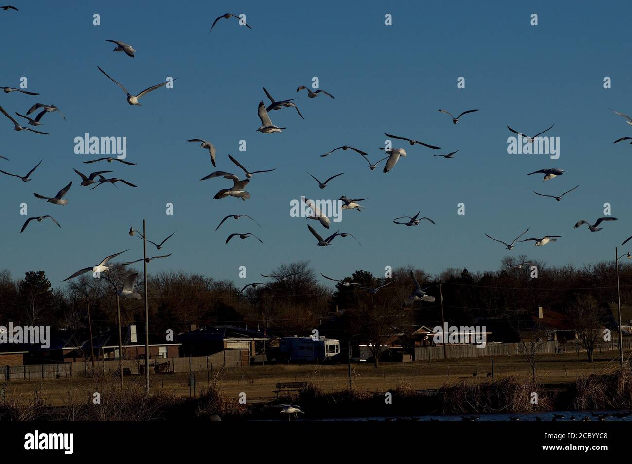 Flocking Franklin e Ring-fattura Seagulls al South East City Park Public Fishing Lake, Canyon, Texas. Foto Stock