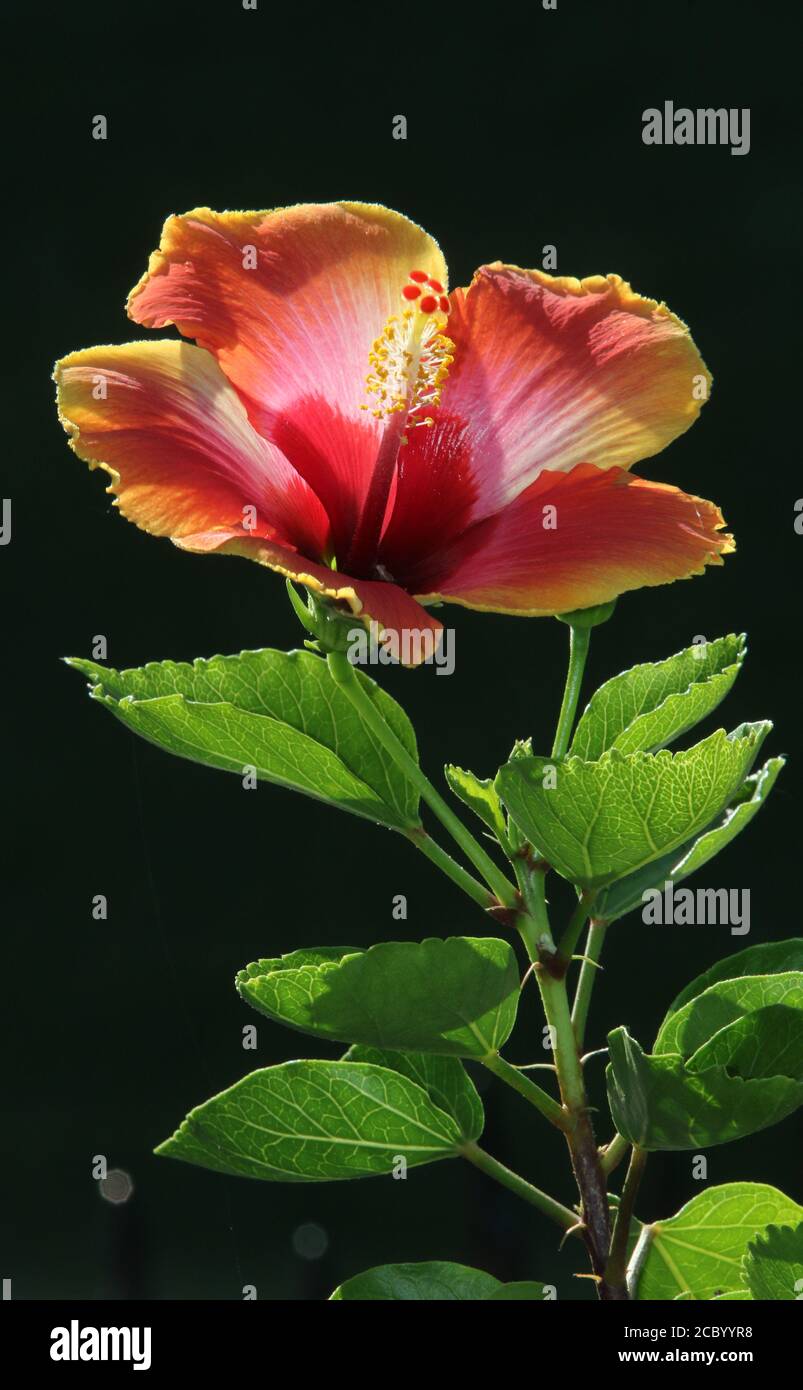 Un fiore di ibisco è visto in fiore. Isolato su sfondo nero. Foto Stock