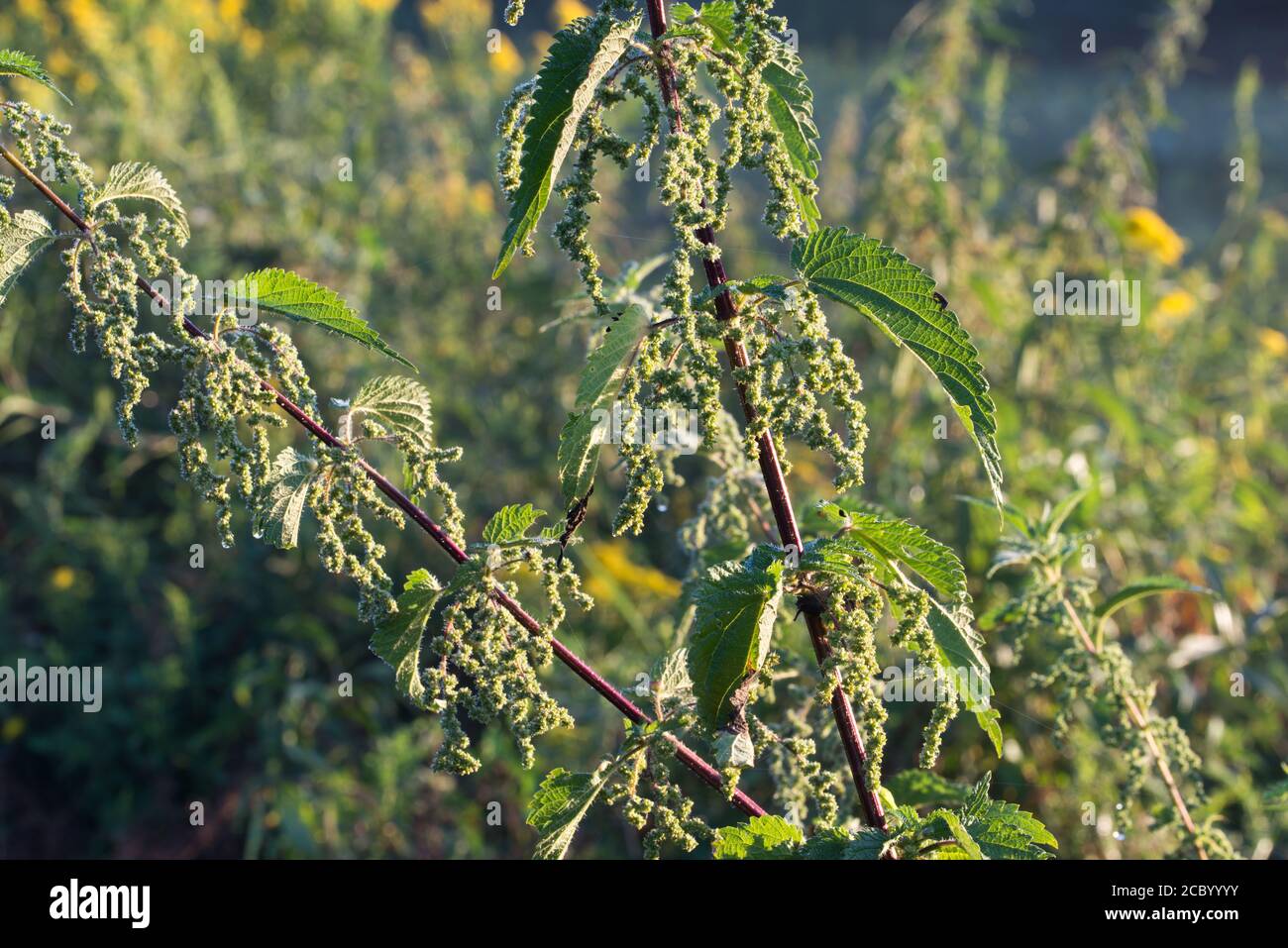 Urtica dioica, fiori comuni di ortica sul fuoco selettivo del closeup dei prati Foto Stock