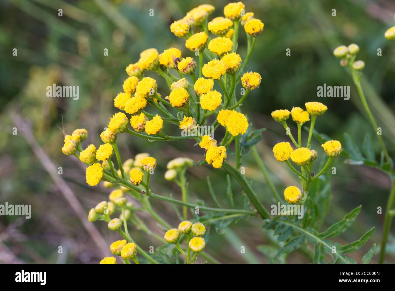 Tansy Tanacetum vulgare, oro, amaro pulsanti fiori gialli in prato closeup fuoco selettivo Foto Stock