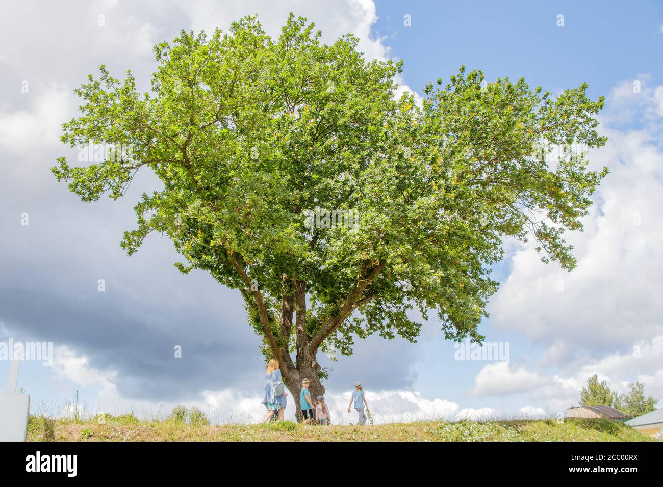 Grande stendimento di quercia sulla collina. Passato lui è una famiglia con bambini. Foto Stock