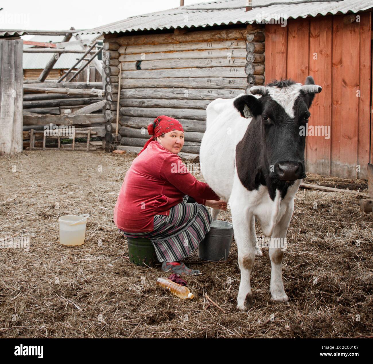 Una donna in una mano rossa del headscarf munge una mucca in un cortile in un villaggio Siberiano, Russia Foto Stock