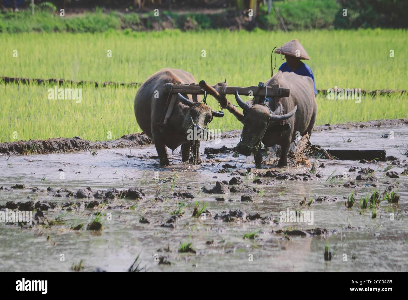 Coltivatore che aratura campo di risaia con coppia buoi o bufali. Foto Stock
