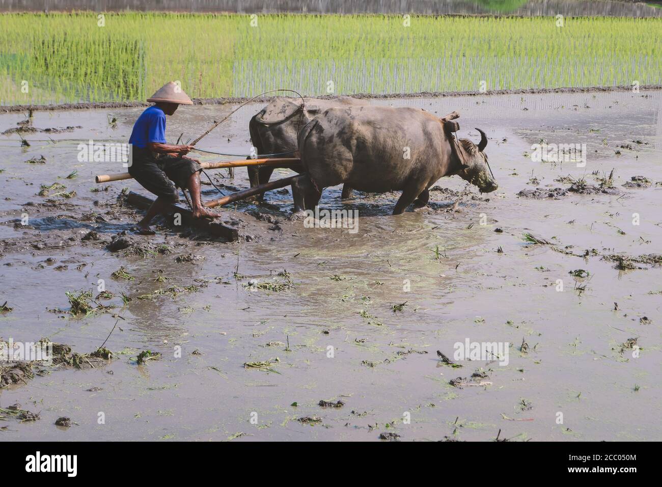 Coltivatore che aratura campo di risaia con coppia buoi o bufali. Foto Stock