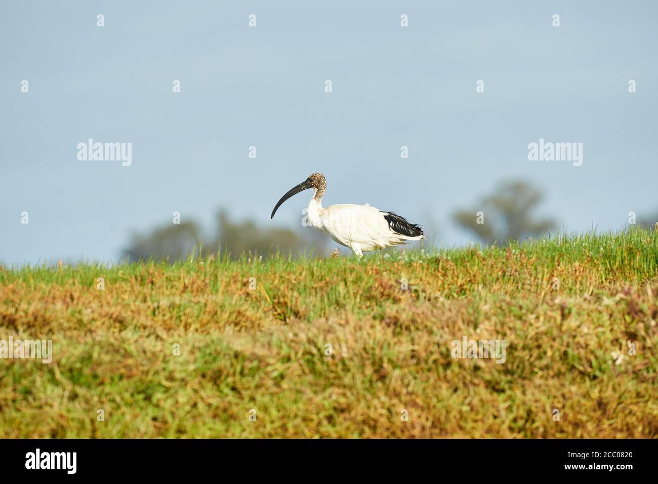 African Sacred Ibis a Lower Berg River, Velddrif, Western Cape Foto Stock