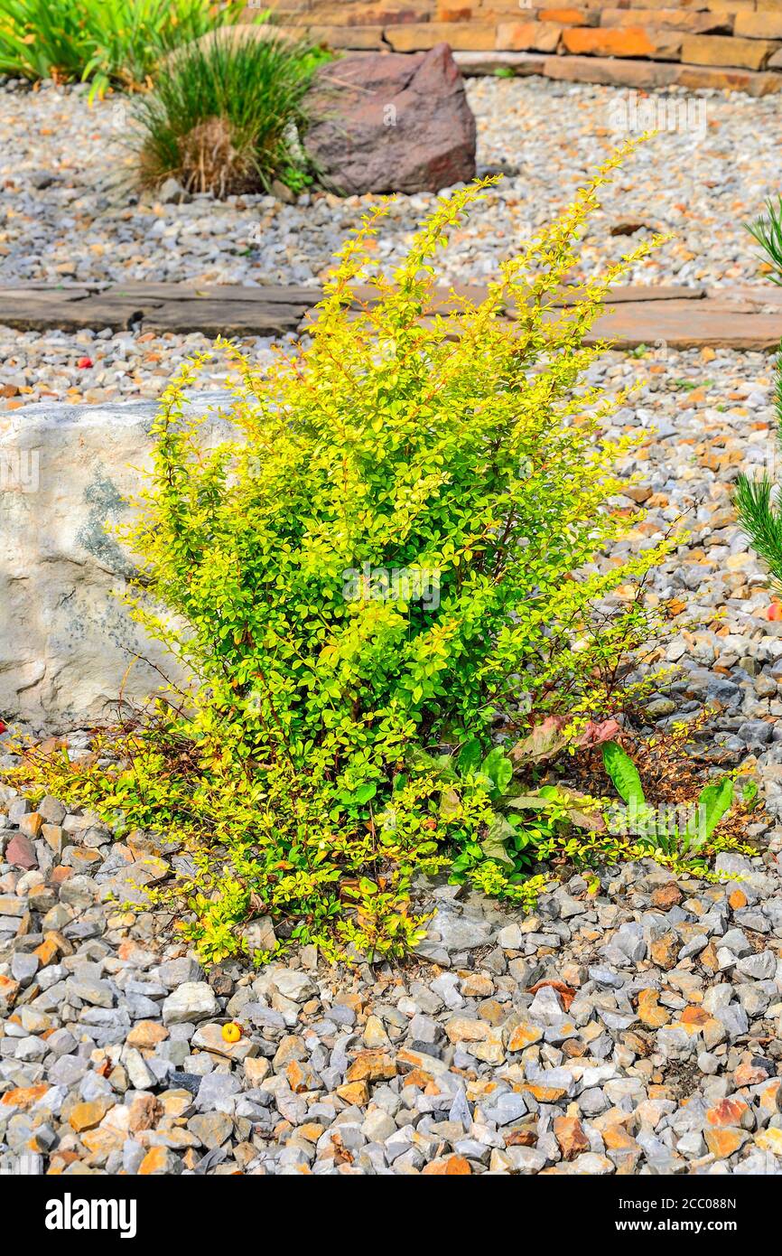 Cultivar Thunbergs barberry (Berberis thunbergii 'Golden Rocket') in giardino roccioso. Cespuglio ornamentale luminoso con foglie giallo-verde vivide, il fuoco è a. Foto Stock